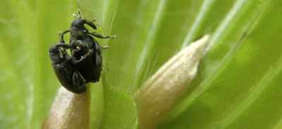 Beech Leaf-mining Weevil 