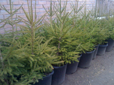 tree sales & planting from our tree farm