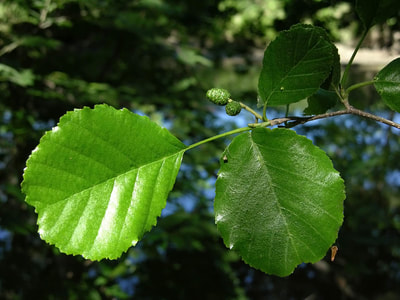 Black Alder leaves
