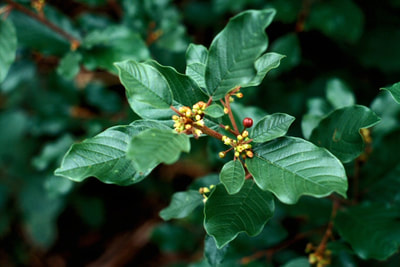 Buckthorn leaves