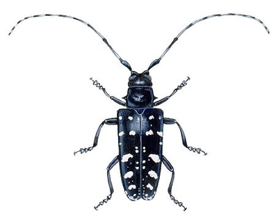 Asian long-horned Beetle