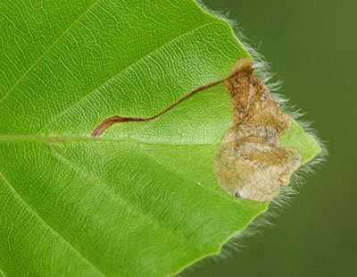 Beech leaf-mining Weevil larvae mine