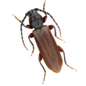 Brown Spruce Long-horned Beetle 