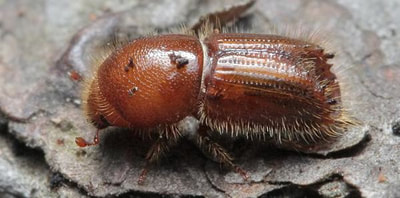European Spruce Bark Beetle 