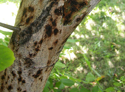 Thousand Canker Disease 