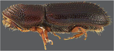 Walnut Twig Beetle 