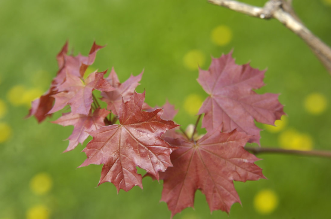 Red Maple Trees for sale