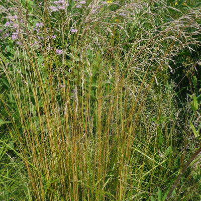 Giant Manna Grass