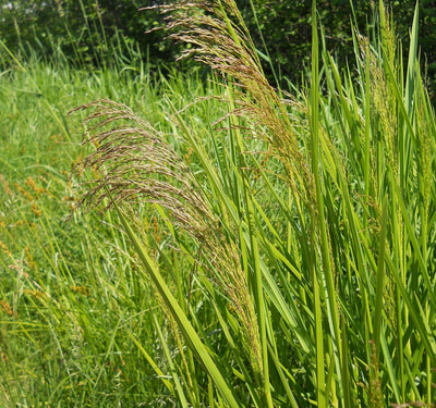 Giant Manna Grass