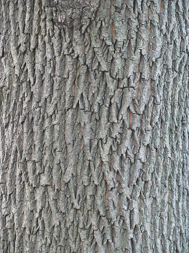 Norway Maple bark