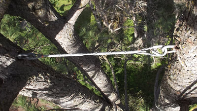 tree cabling & bracing